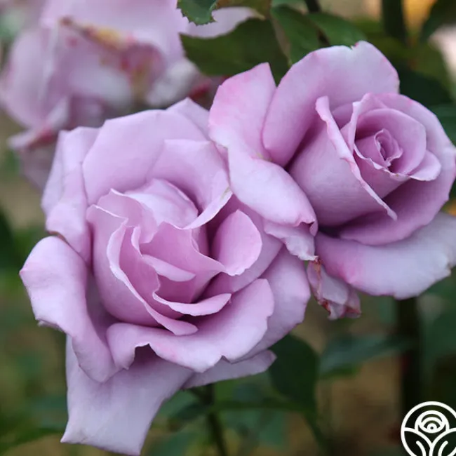 Mme Violet>Heirloom Roses Sale