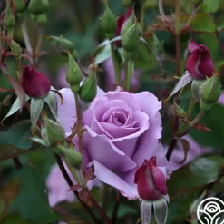 Mme Violet><noscript><img width=