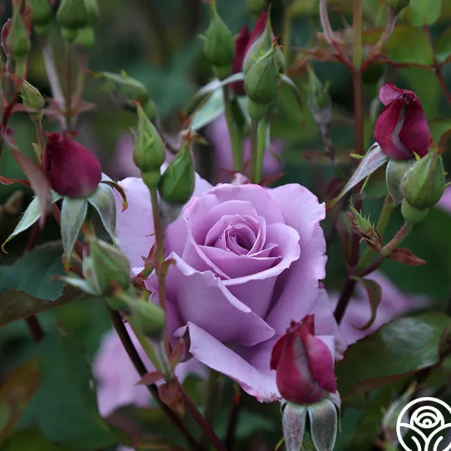 Mme Violet>Heirloom Roses Sale
