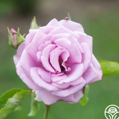 Mme Violet><noscript><img width=