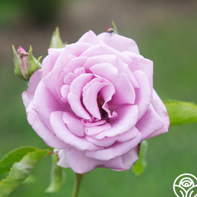 Mme Violet>Heirloom Roses Sale