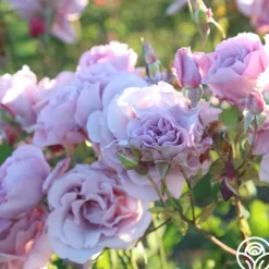Mme Violet><noscript><img width=