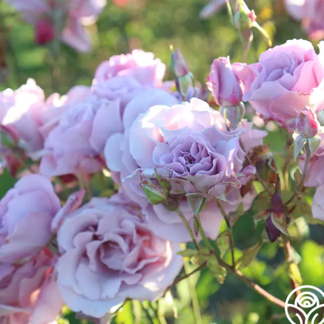 Mme Violet>Heirloom Roses Sale