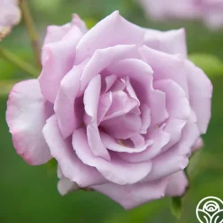 Mme Violet><noscript><img width=