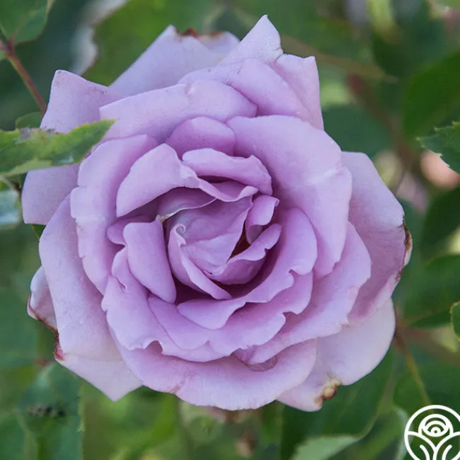 Mme Violet>Heirloom Roses Sale