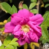 Moje Hammarberg>Heirloom Roses Best