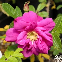 Moje Hammarberg>Heirloom Roses Best