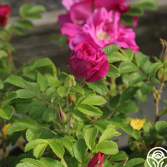 Moje Hammarberg>Heirloom Roses Best