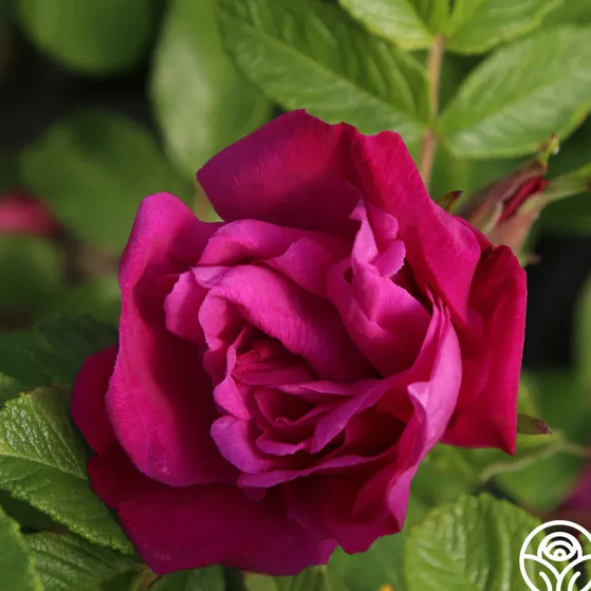 Moje Hammarberg>Heirloom Roses Best