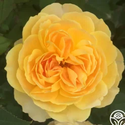 Molineux®>Heirloom Roses Clearance