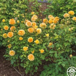 Molineux®><noscript><img width=