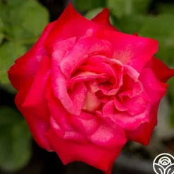 Mon Cheri™>Heirloom Roses Outlet