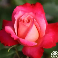 Mon Cheri™>Heirloom Roses Outlet