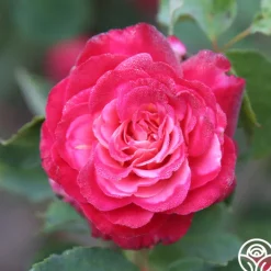 Mon Cheri™><noscript><img width=