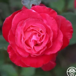 Mon Cheri™><noscript><img width=