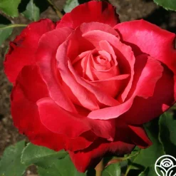 Mon Cheri™><noscript><img width=