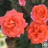 Monica®>Heirloom Roses Discount