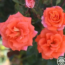 Monica®>Heirloom Roses Discount