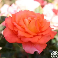 Monica®>Heirloom Roses Discount