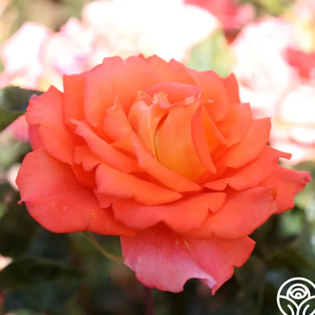 Monica®>Heirloom Roses Discount