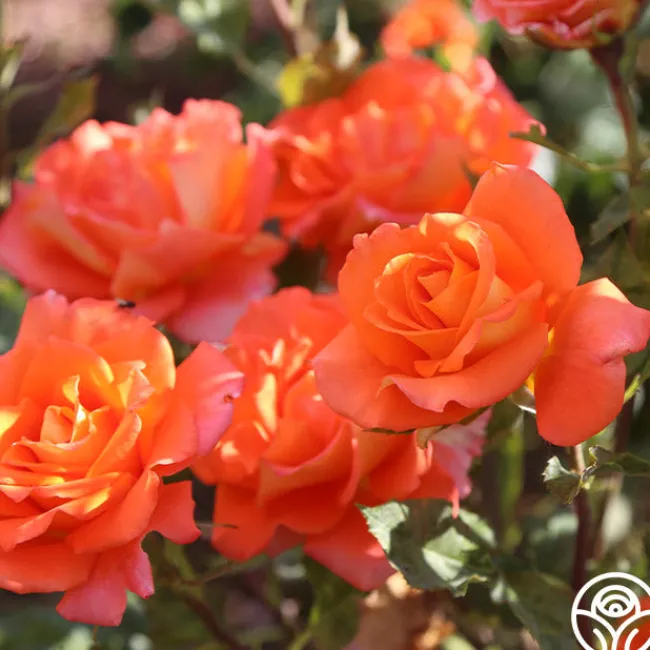 Monica®>Heirloom Roses Discount
