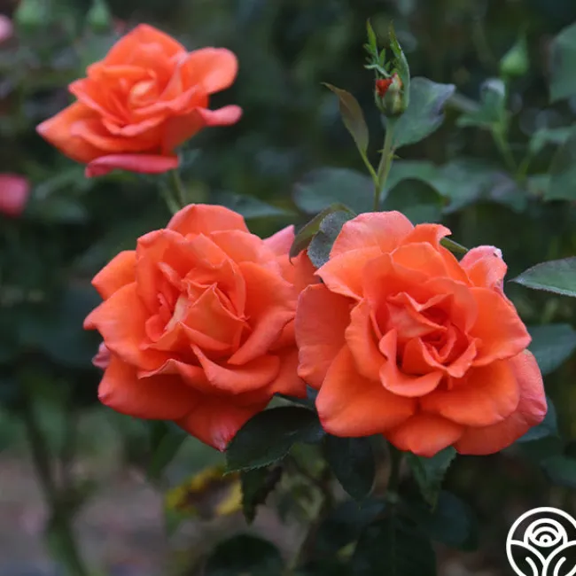 Monica®>Heirloom Roses Discount