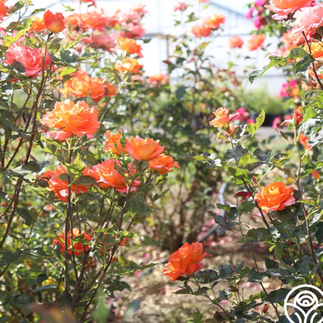Monica®>Heirloom Roses Discount