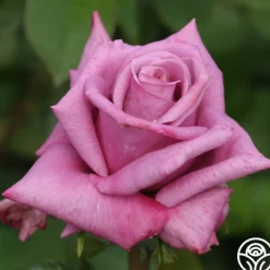 Moon Shadow™>Heirloom Roses Clearance