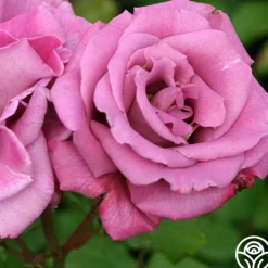 Moon Shadow™>Heirloom Roses Clearance