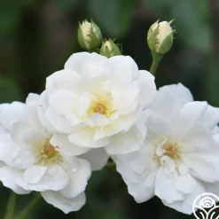 Moonlight>Heirloom Roses