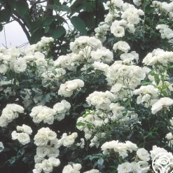 Moonlight>Heirloom Roses