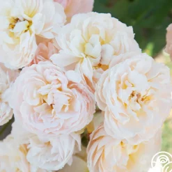 Moonlight in Paris™>Heirloom Roses Discount