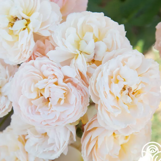 Moonlight in Paris™>Heirloom Roses Discount
