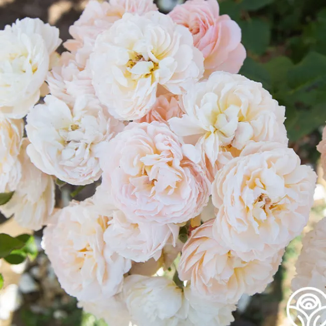 Moonlight in Paris™>Heirloom Roses Discount