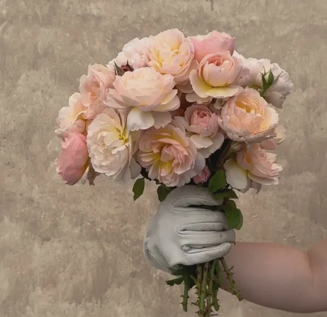 Moonlight in Paris™>Heirloom Roses Discount