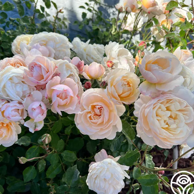 Moonlight in Paris™>Heirloom Roses Discount