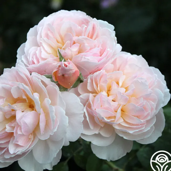 Moonlight in Paris™>Heirloom Roses Discount