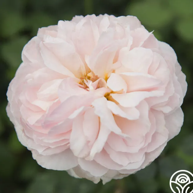 Moonlight in Paris™>Heirloom Roses Discount