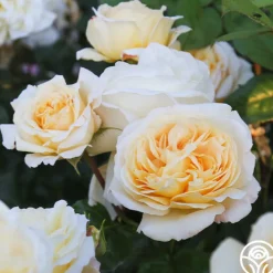 Moonlight Romantica®>Heirloom Roses Outlet
