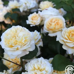 Moonlight Romantica®>Heirloom Roses Outlet
