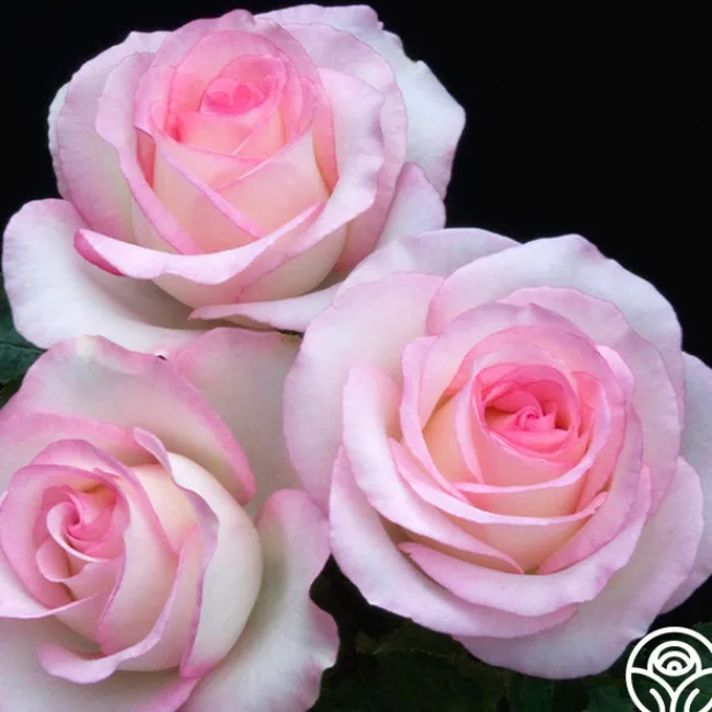 Moonstone™>Heirloom Roses New