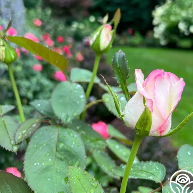 Moonstone™>Heirloom Roses New