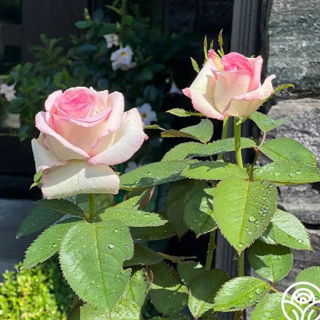 Moonstone™>Heirloom Roses New