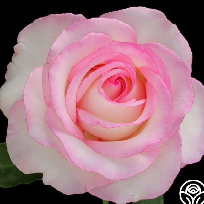 Moonstone™>Heirloom Roses New