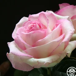 Moonstone™><noscript><img width=