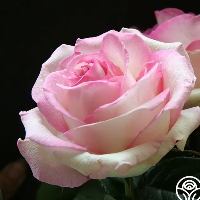 Moonstone™>Heirloom Roses New