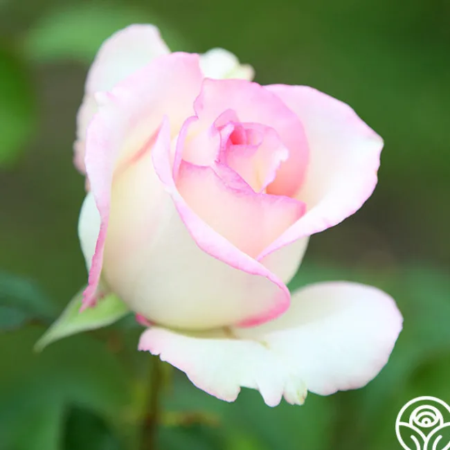 Moonstone™>Heirloom Roses New