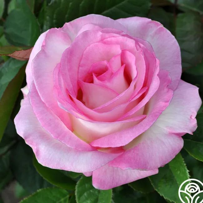 Moonstone™>Heirloom Roses New