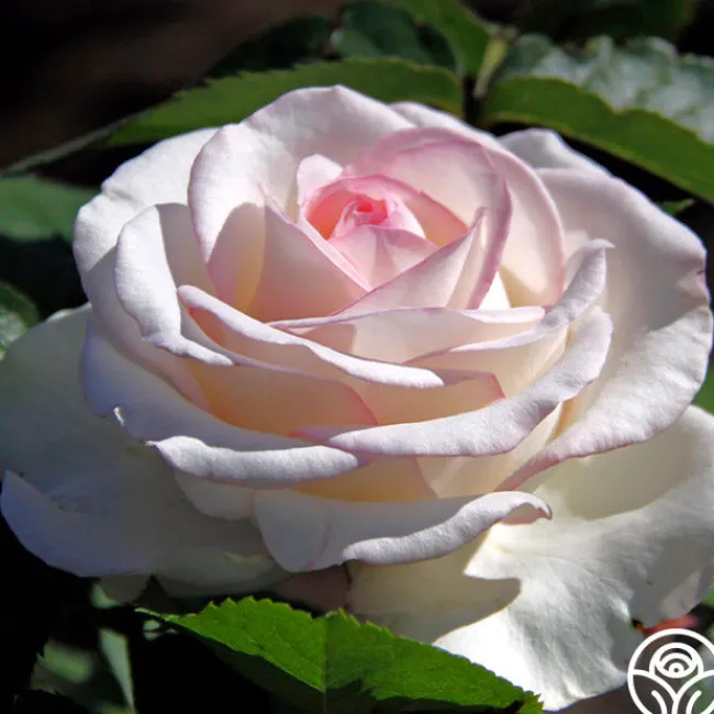 Moonstone™>Heirloom Roses New