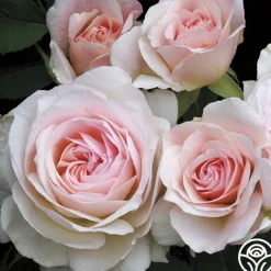 Morden Blush>Heirloom Roses Online